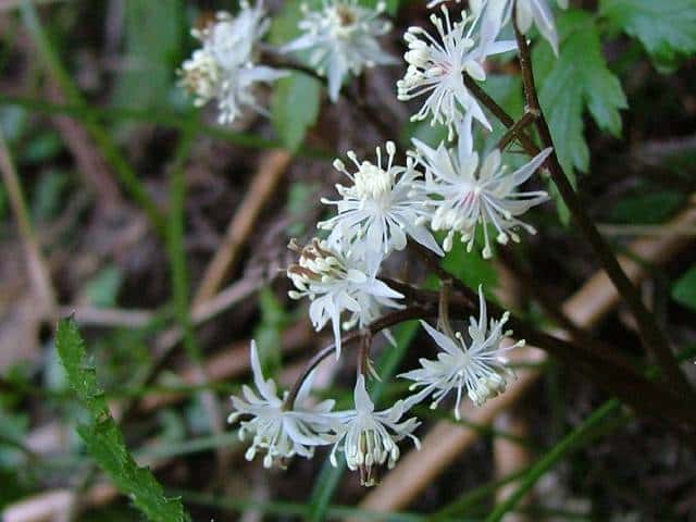 セリバオウレン