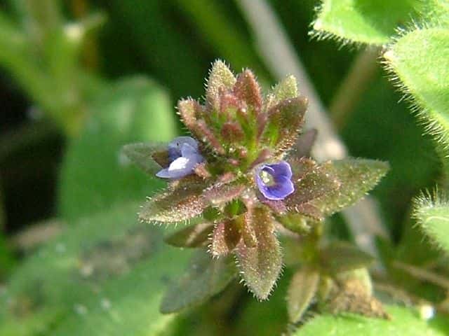 タチイヌノフグリ