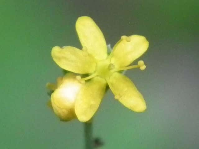 �q���L���~�Y�q�L