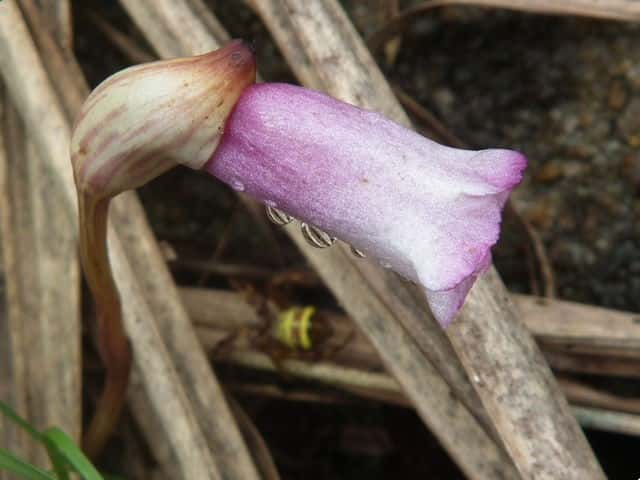 �i���o���M�Z��