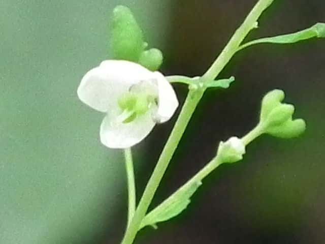 �}�c�J�[�\�E