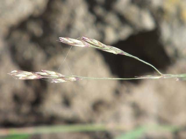 �`���E�Z���K�����X