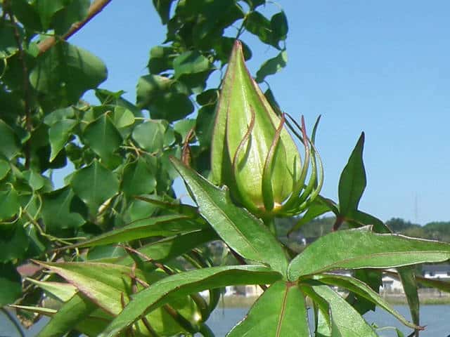 ���~�W�A�I�C