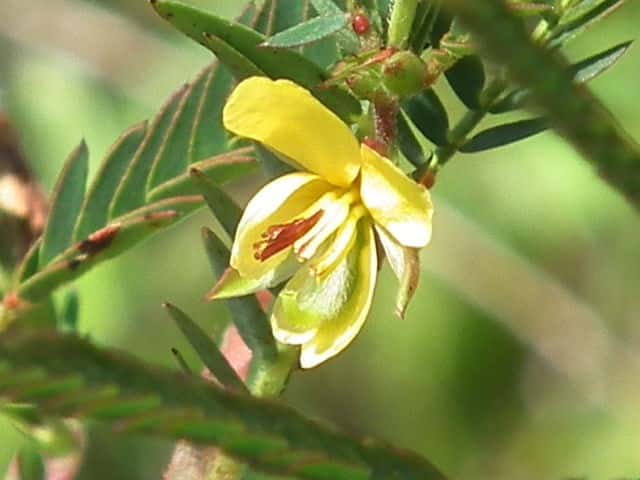 �J�����P�c���C