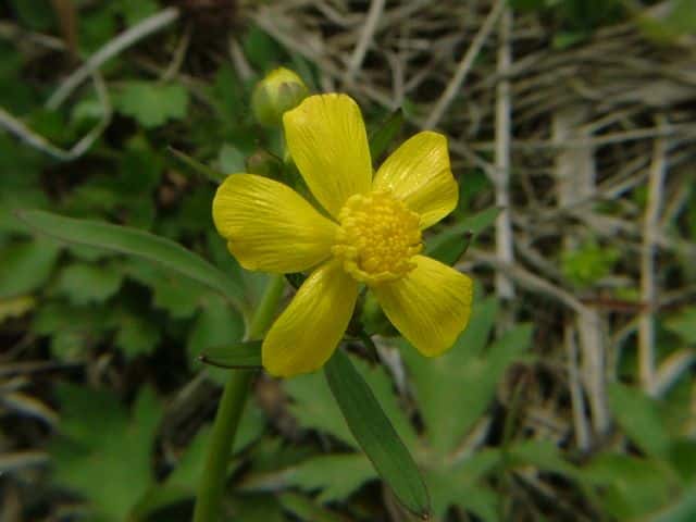 ウマノアシガタ