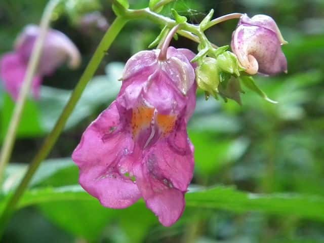 �i�����c���t�l�\�E