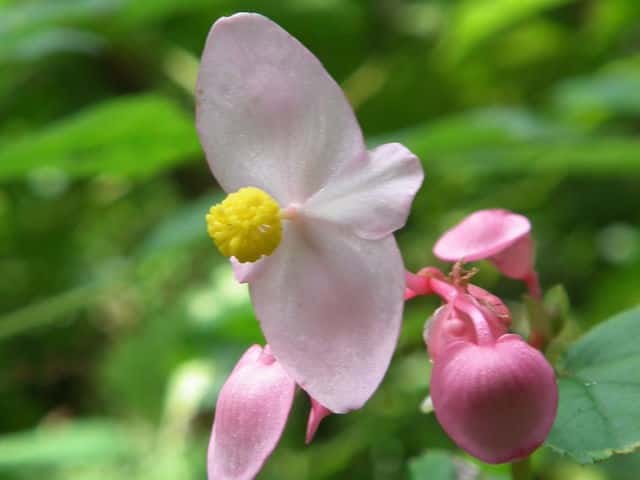 �V���E�J�C�h�E