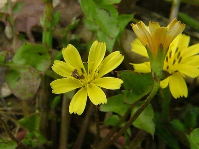 コオニタビラコ