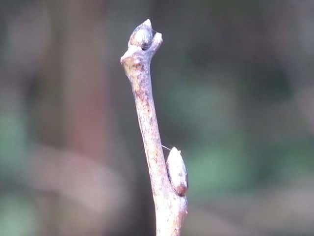 �����E�L���E�}���K�L