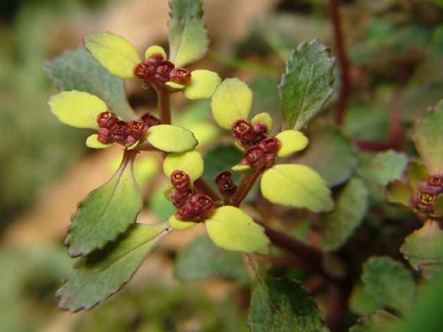 ボタンネコノメソウ