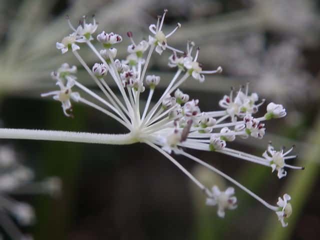 �T���C�������C�O�T