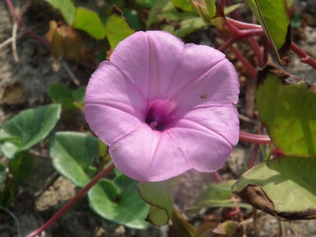 �V�K�N�A�T�K�I