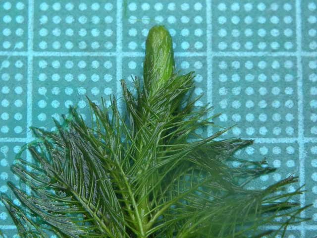 �I�O���m�t�T��