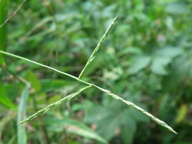 �q���A�V�{�\