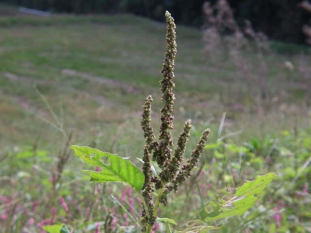 �z�i�K�C�k�r��