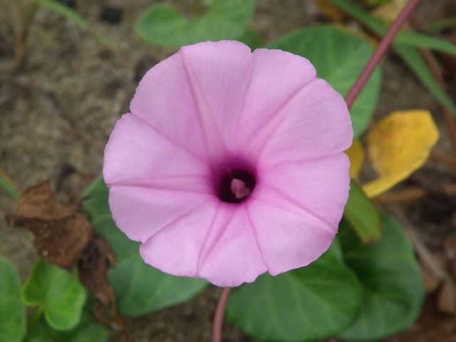 �V�K�N�A�T�K�I