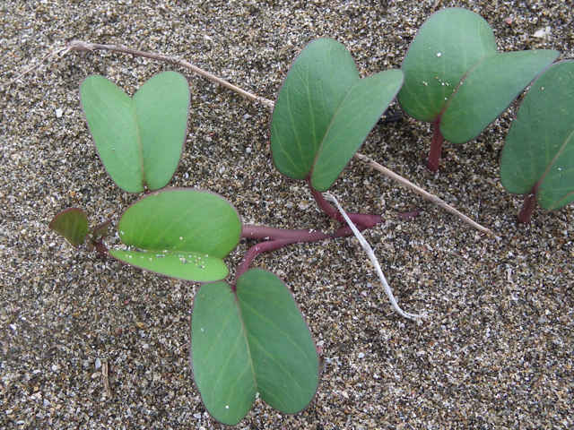 �O���o�C�q���K�I