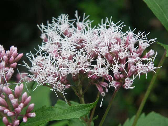 �I�I�q���h���o�i