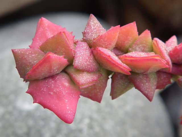 �n�}�A�J�U