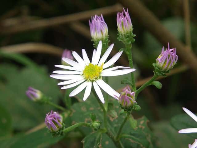 ノコンギク ノコンギク