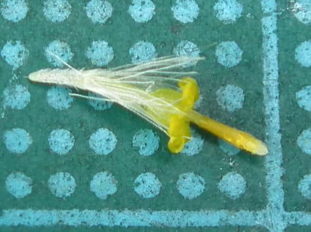 ノコンギク ノコンギク