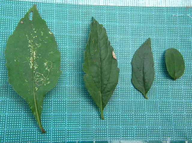 ノコンギク ノコンギク