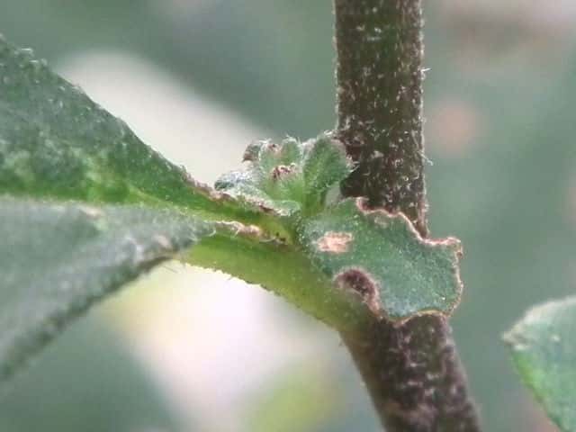 ノコンギク ノコンギク