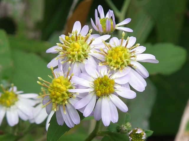 ノコンギク ノコンギク