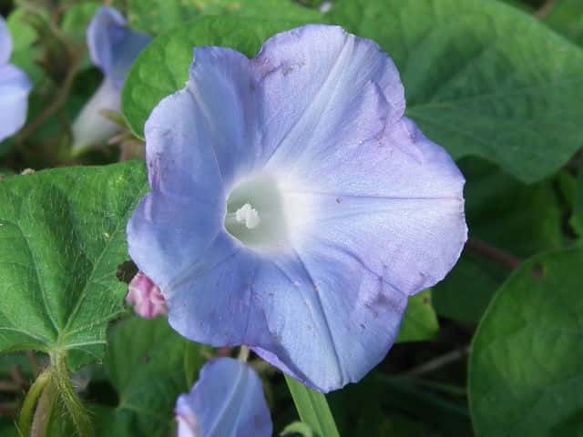 �}���o�A�����J�A�T�K�I