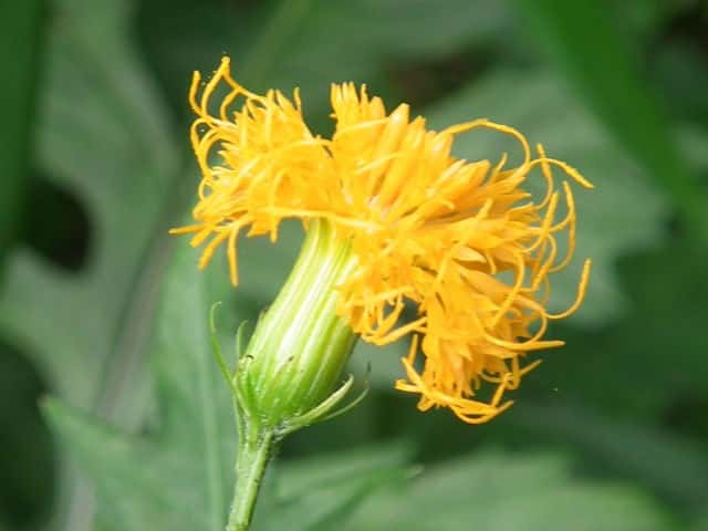 �T���V�`�\�E