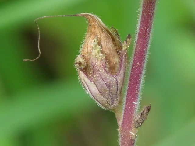 �R�V�I�K�}