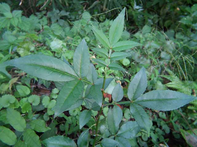 �t���U���V���E