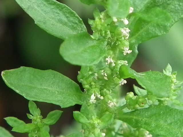 �A���^�\�E