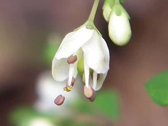 �}�c�J�[�\�E