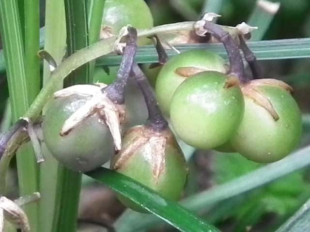 �W���m�q�Q