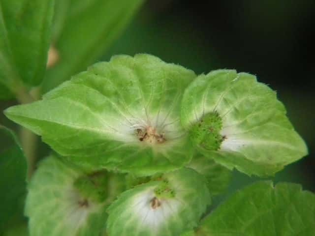 �G�m�L�O�T