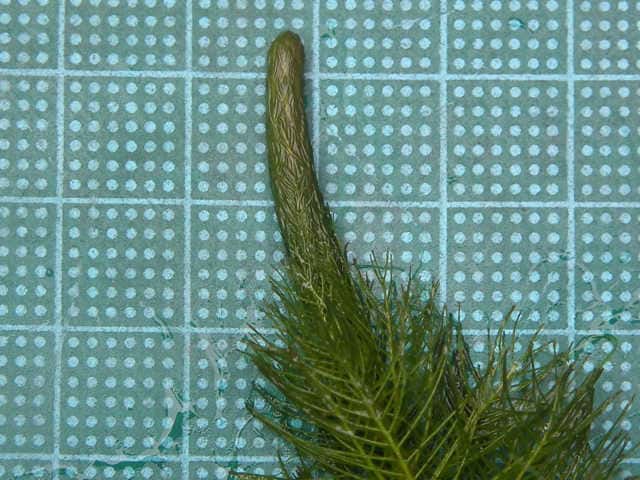 �I�O���m�t�T��