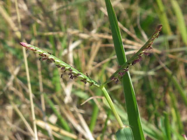 キシュウスズメノヒエ