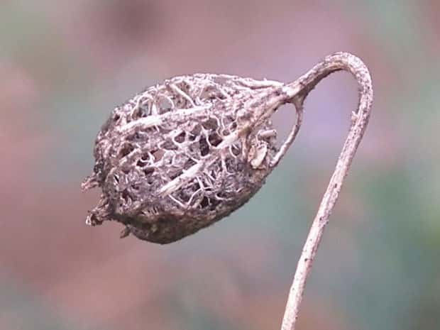 �c���K�l�j���W��