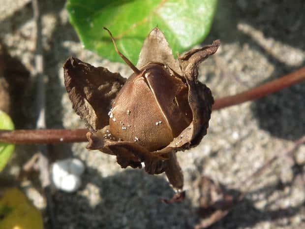 �V�K�N�A�T�K�I