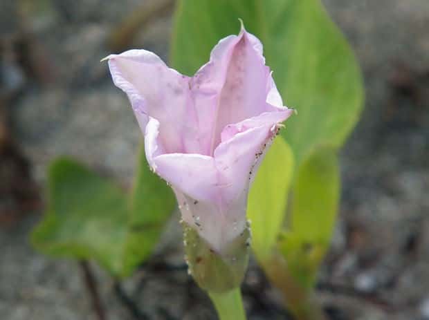 �O���o�C�q���K�I