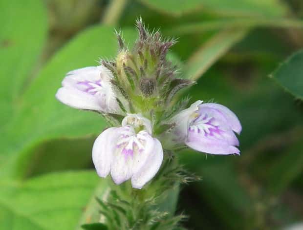 �L�c�l�m�}�S