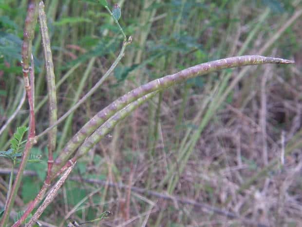アメリカツノクサネム