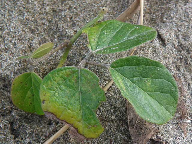 �n�}�i�^�}��