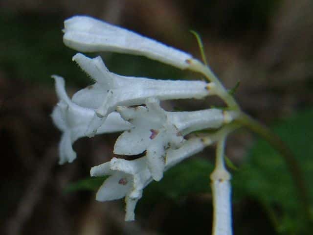 サツマイナモリ