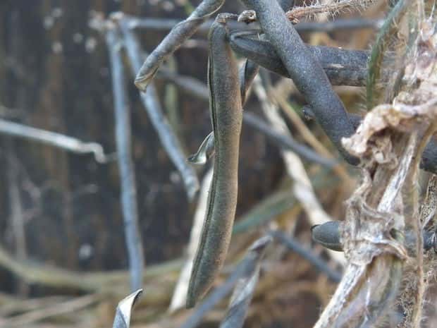 ���u�c���A�Y�L