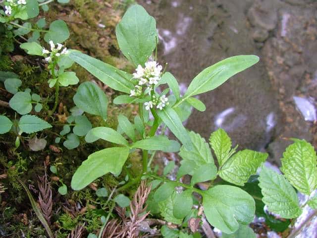 オオバタネツケバナ