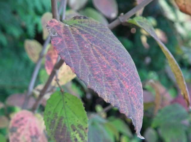 �R�o�m�K�}�Y�~