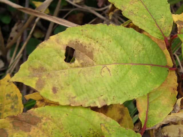 �T�C�R�N�L�c�l���i�M