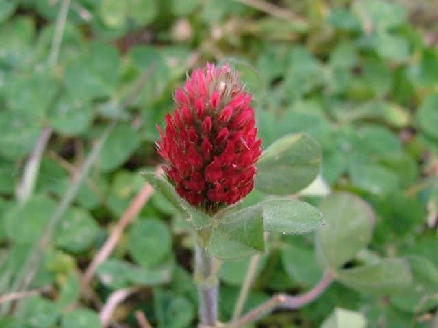 ベニバナツメクサ